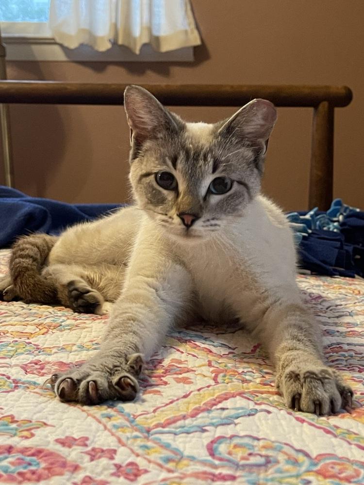 Enlarge Dolly Purrton, a Adoptable mixed breed in Richardson, TX image 1/3