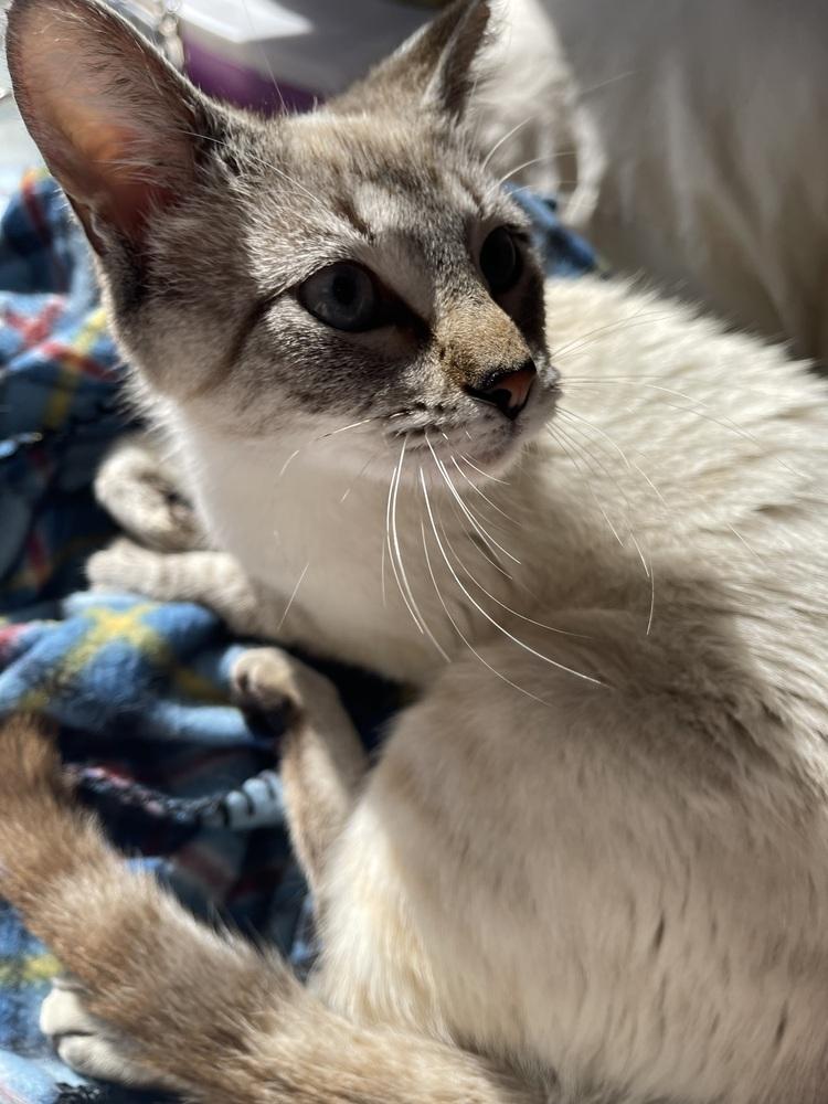 Enlarge Dolly Purrton, a Adoptable mixed breed in Richardson, TX image 2/3