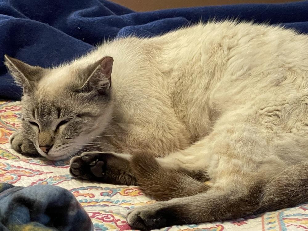 Enlarge Dolly Purrton, a Adoptable mixed breed in Richardson, TX image 3/3
