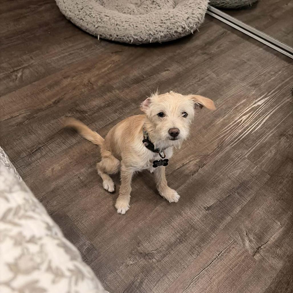 Frankie, Adoptable, Young Female Border Terrier.