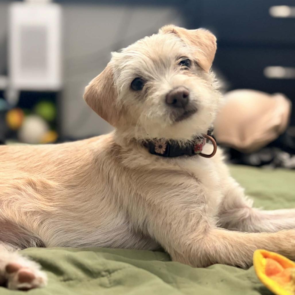 Frankie, a Adoptable Border Terrier in Fresno, CA image 2/4