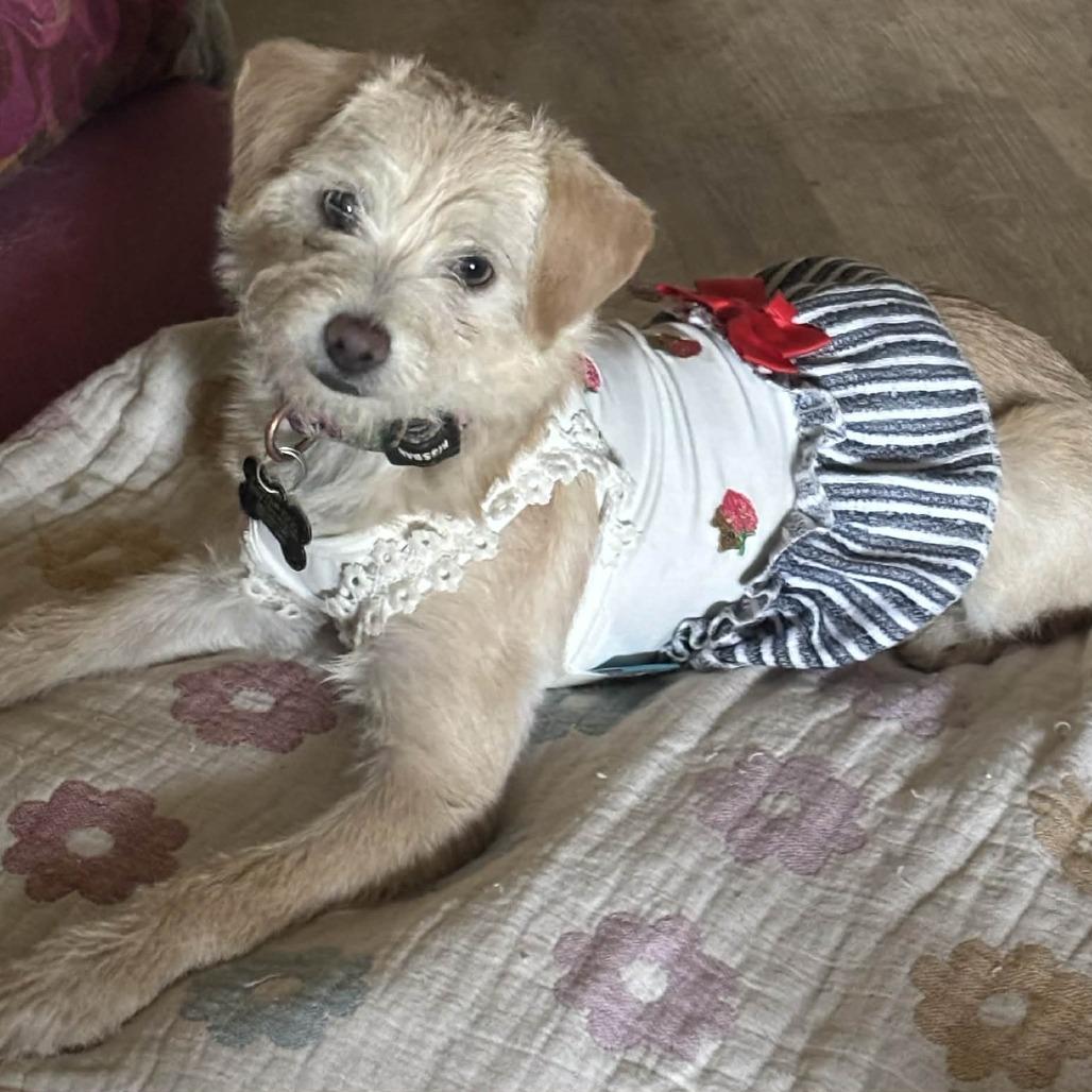 Frankie, a Adoptable Border Terrier in Fresno, CA image 3/4