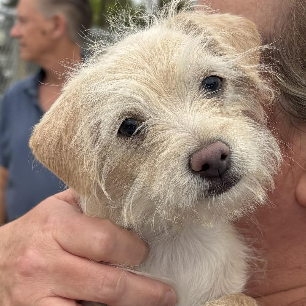 Frankie, a Adoptable Border Terrier in Fresno, CA image 4/4