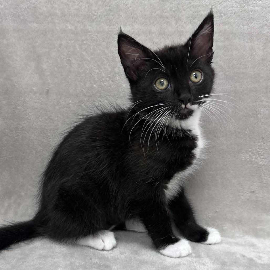 Andy, Adoptable, Kitten Female Domestic Short Hair.