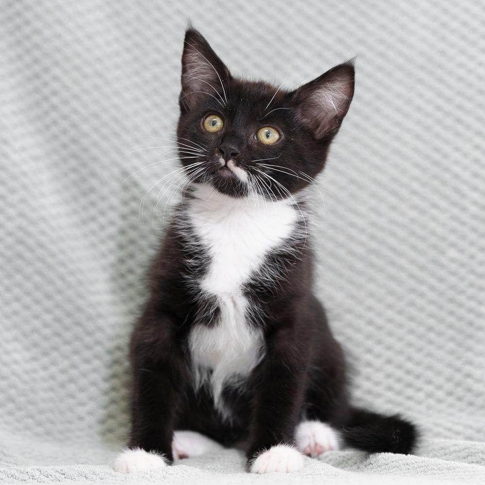 Enlarge Andy, a Adoptable Domestic Short Hair in Sunnyvale, CA image 2/2