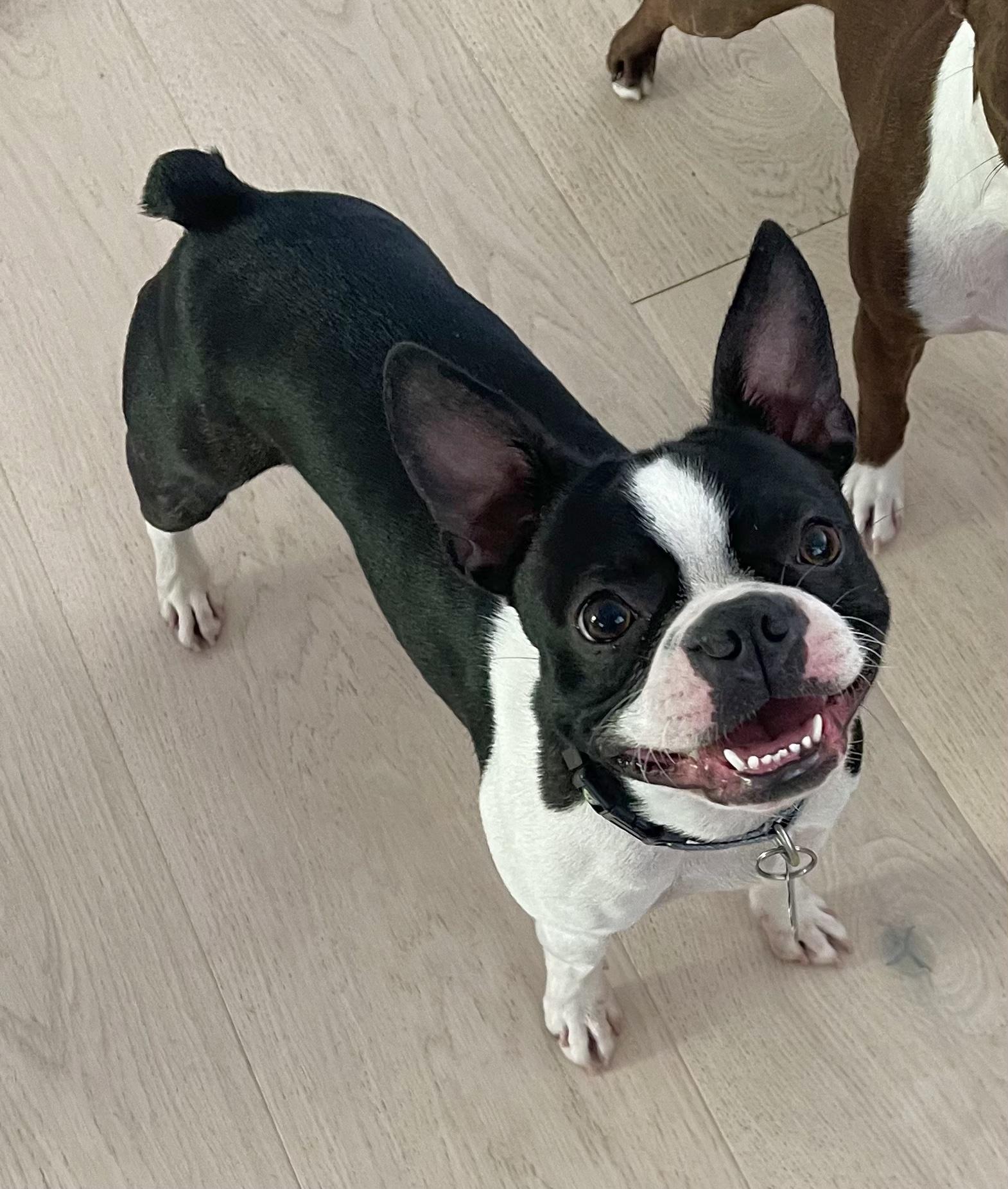 Rosie, Adopted, Young Female Boston Terrier.