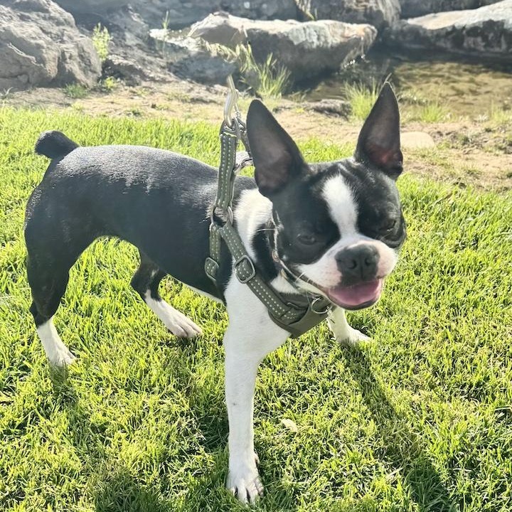 Rosie, a Adopted Boston Terrier in San Mateo, CA image 4/4