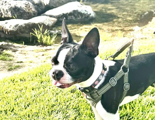 Rosie, a Adopted Boston Terrier in San Mateo, CA image 2/4