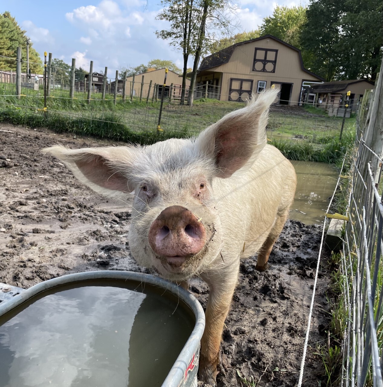Donnie, Walter, and Jessie, a Adoptable Pig in Ravenna, OH image 1/6