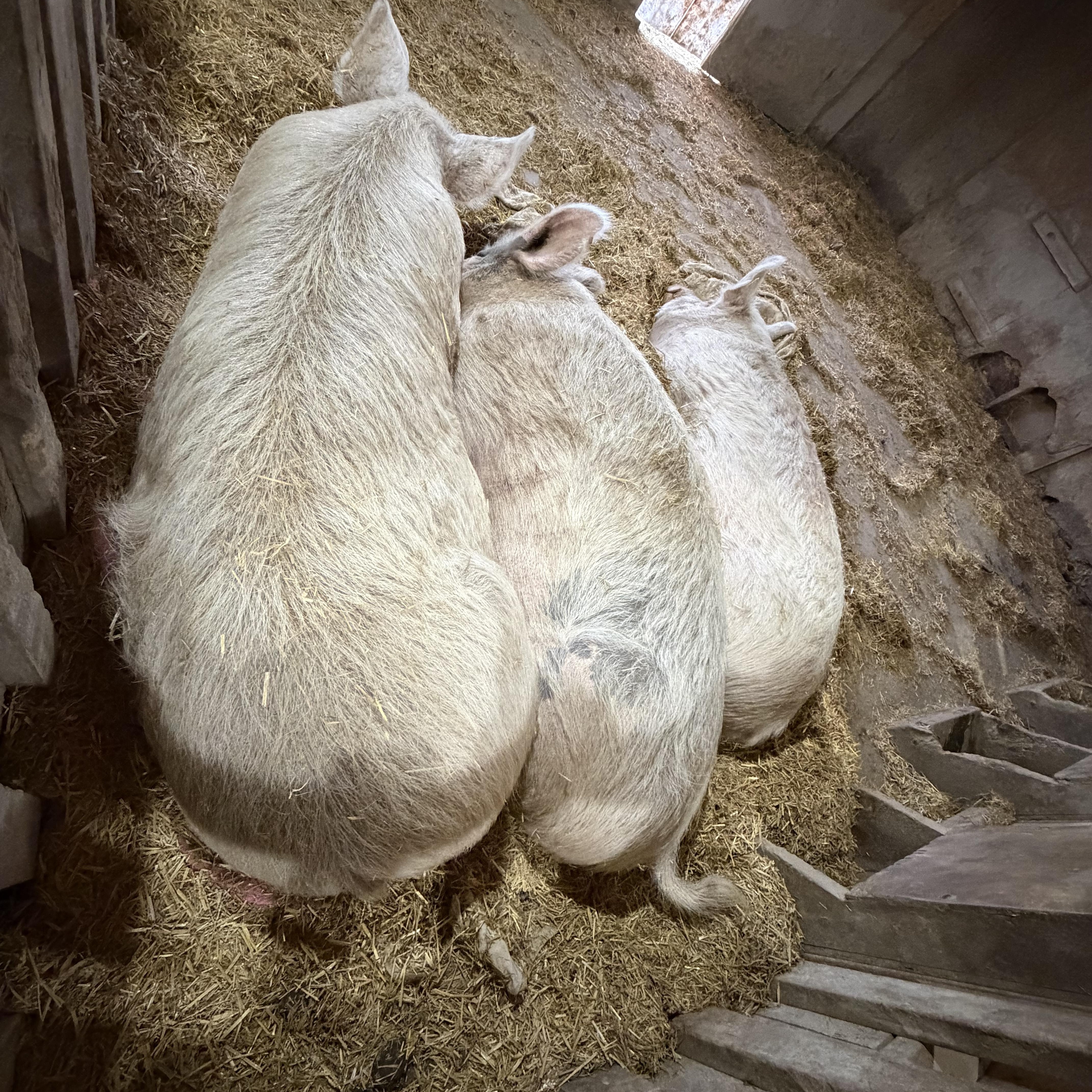 Walter and Jessie, a Adoptable Pig in Ravenna, OH image 3/4