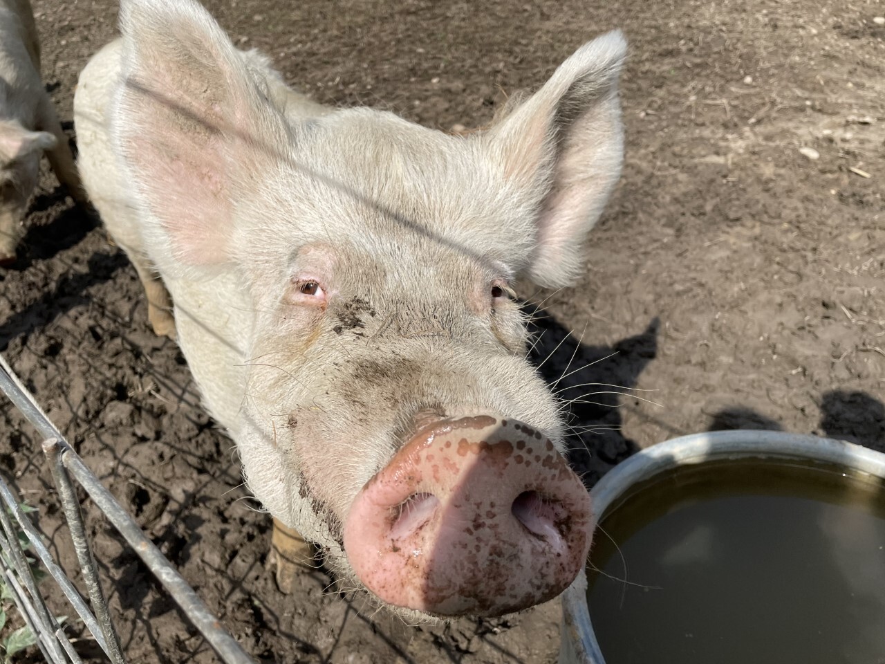Walter and Jessie, Adoptable, Adult Male Pig.