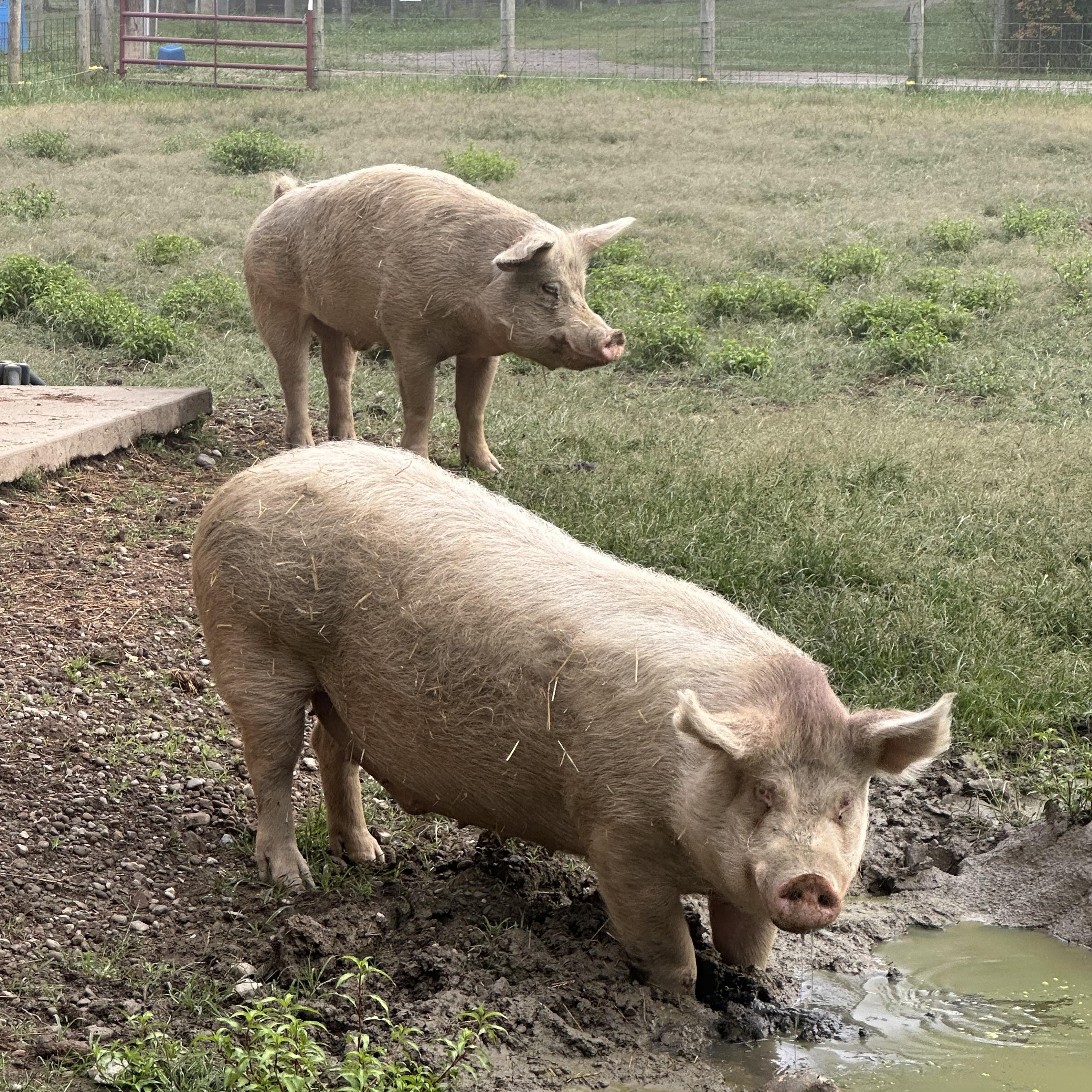 Walter and Jessie, a Adoptable Pig in Ravenna, OH image 2/4