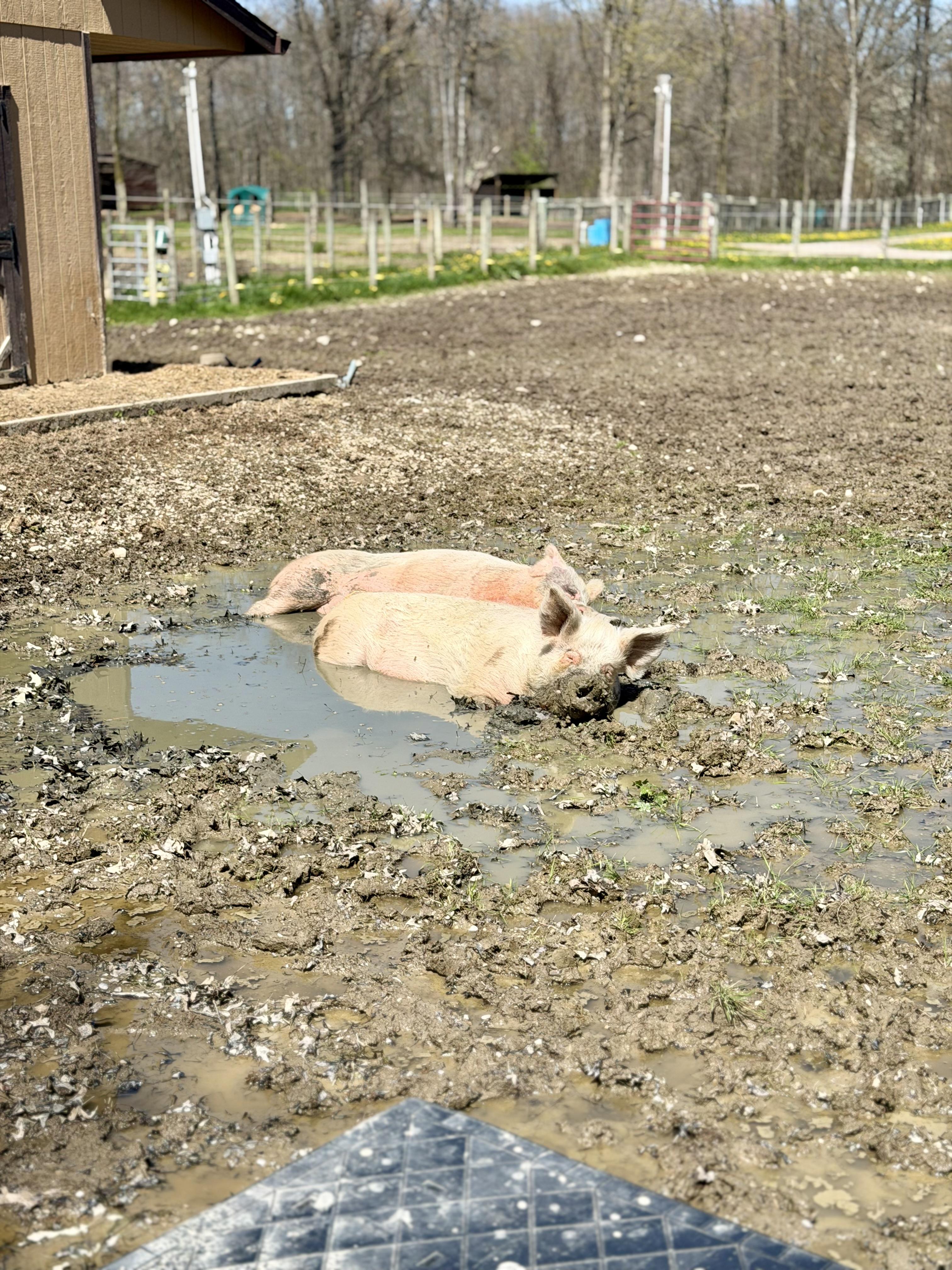 Walter and Jessie, a Adoptable Pig in Ravenna, OH image 4/4