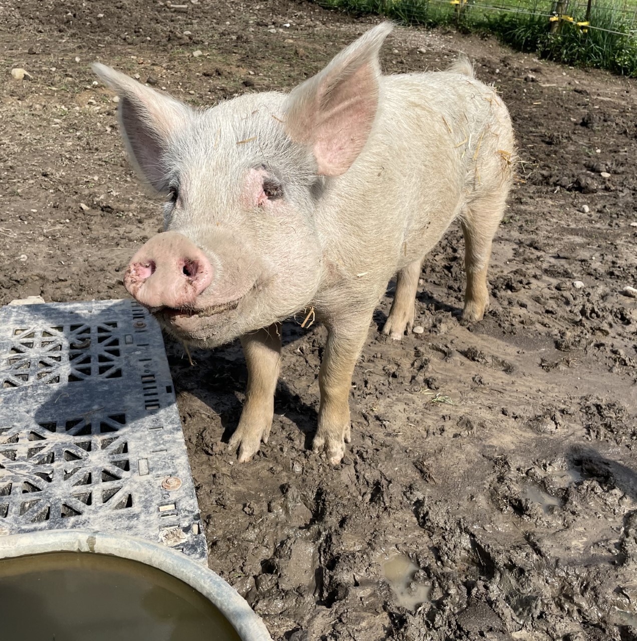Donnie, Walter, and Jessie, a Adoptable Pig in Ravenna, OH image 3/6