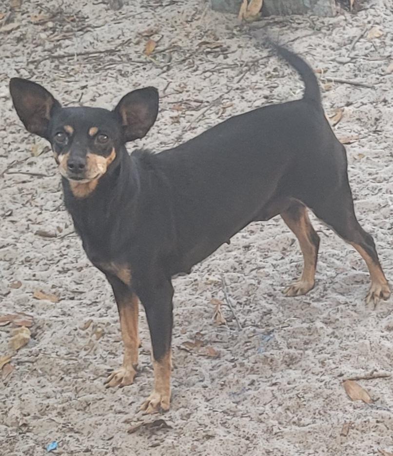 Crystal, Adoptable, Adult Female Chihuahua & Miniature Pinscher.
