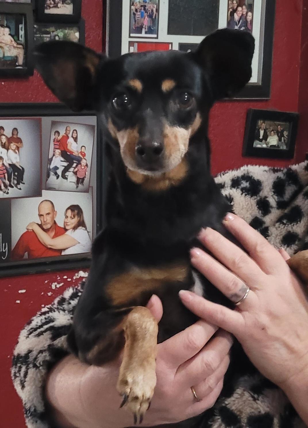 Crystal, Adoptable, Adult Female Chihuahua & Miniature Pinscher.