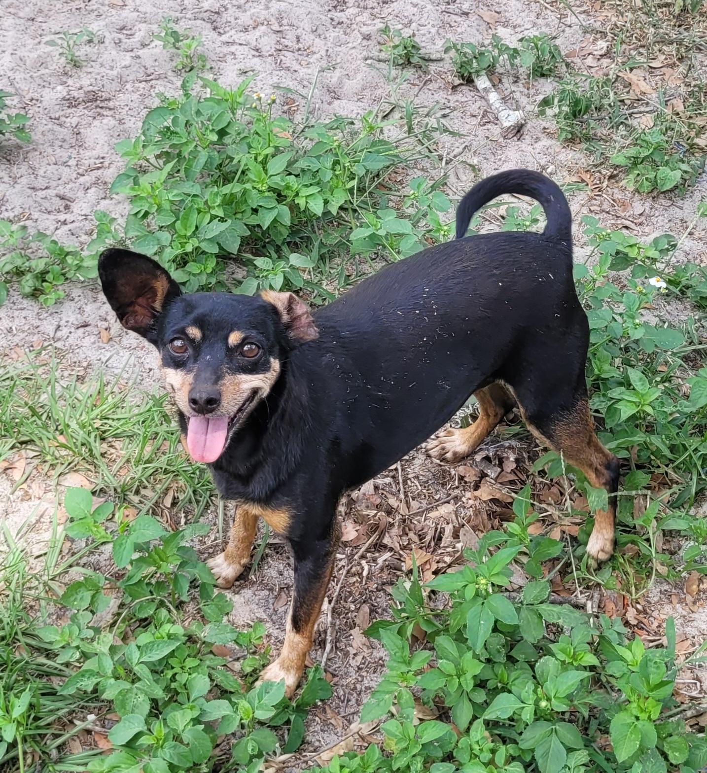 Enlarge Crystal, a Adoptable mixed breed in Chiefland, FL image 1/4