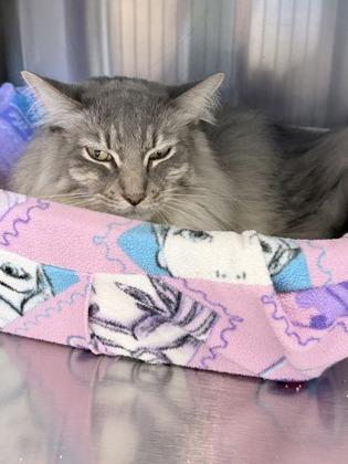 Saturday, Adoptable, Adult Male Domestic Medium Hair & Domestic Short Hair.