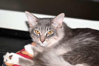 Enlarge Saturday, a Adoptable mixed breed in Venice, FL image 2/2