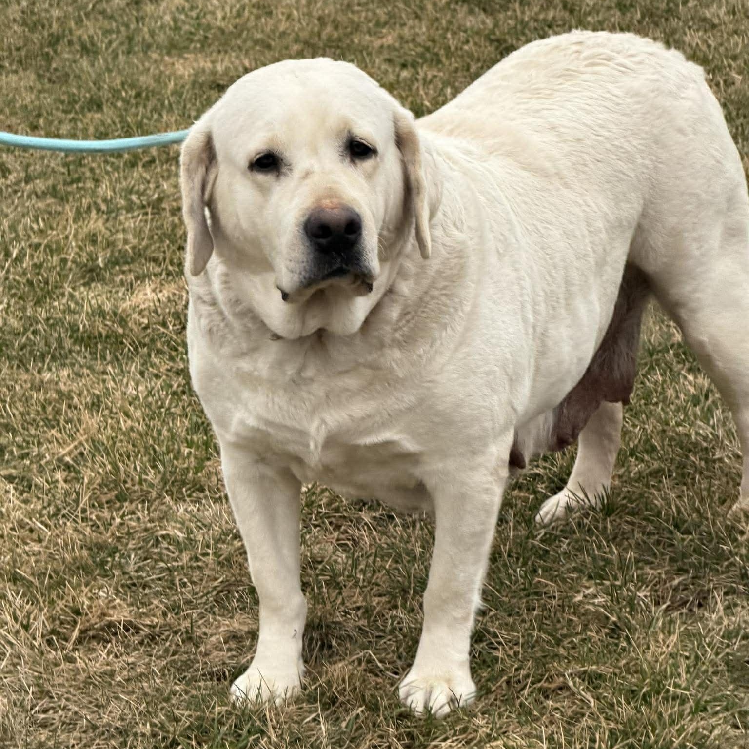 Enlarge Pearl , a ADOPTABLE Labrador Retriever in Plainfield, IL image 2/3