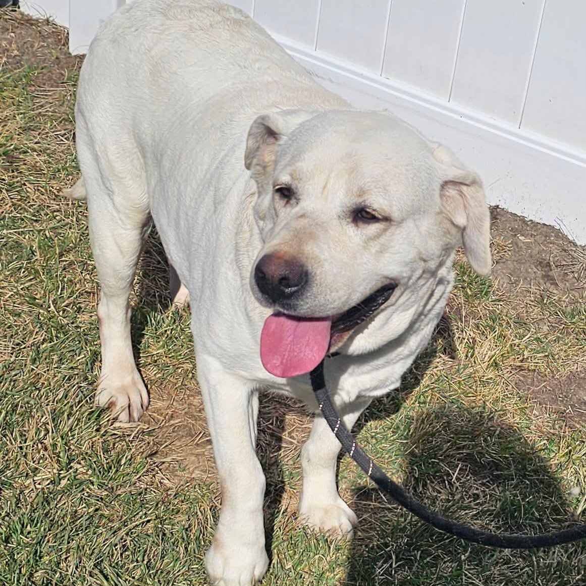 Pearl , ADOPTABLE, Adult Female Labrador Retriever.