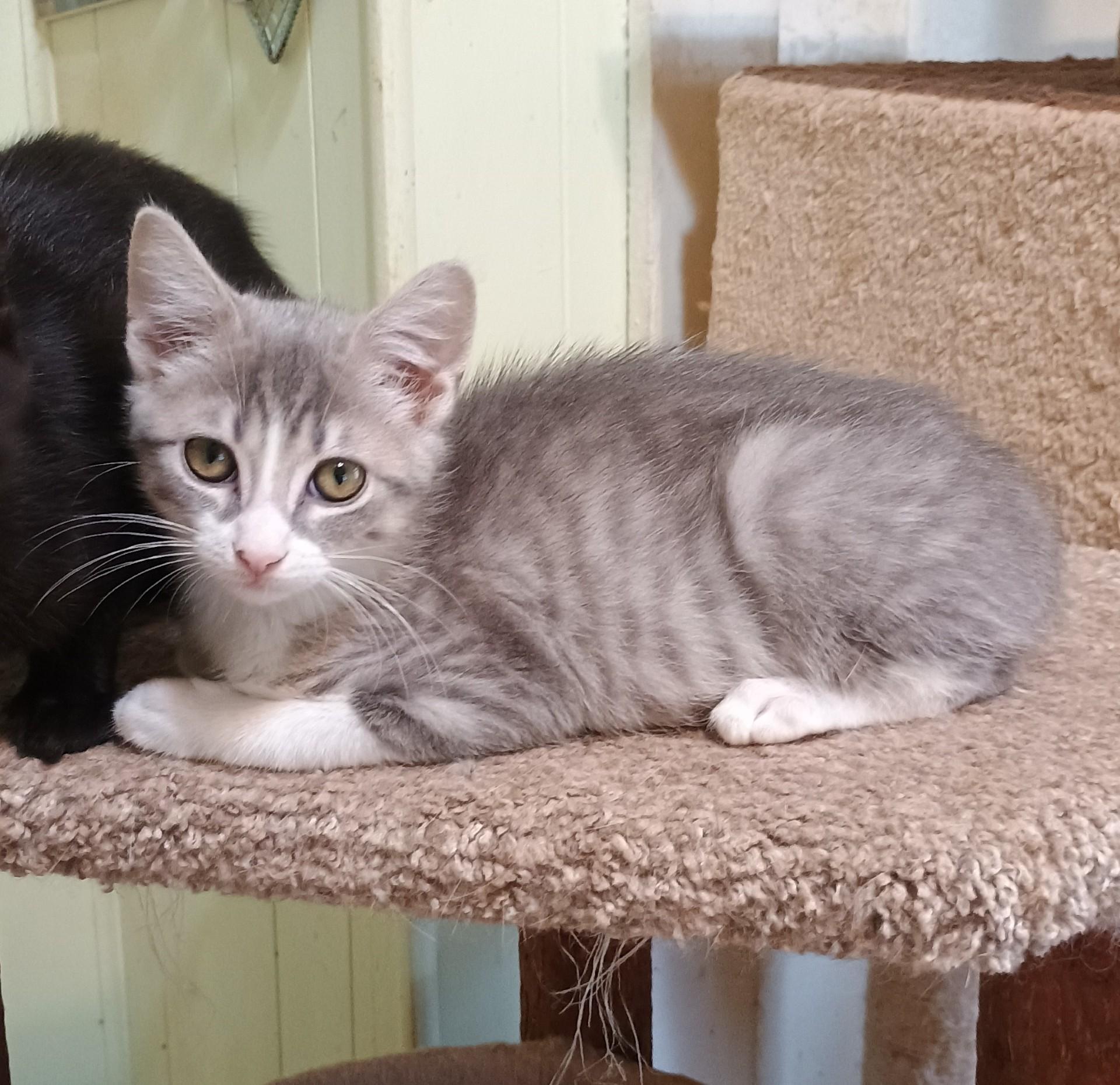 Curveball - playful & loving, adopted, Kitten Male Domestic Short Hair.