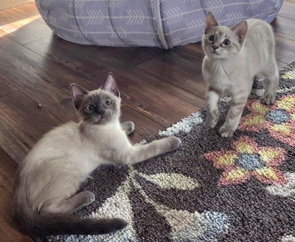 LAUREL & IVAN, an adopted Siamese in Campbellsport, WI image 1/2