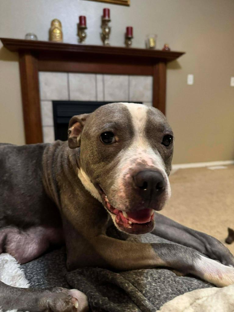 Enlarge Raven, a Adoptable Mixed Breed in Crocker, MO image 2/5