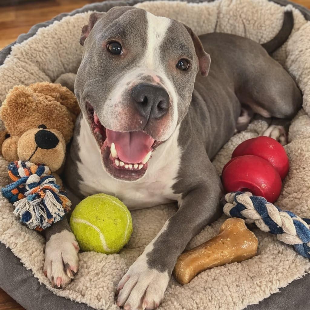 Enlarge Raven, a Adoptable Mixed Breed in Crocker, MO image 3/5