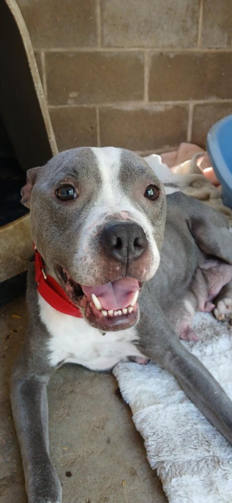 Enlarge Raven, a Adoptable Mixed Breed in Crocker, MO image 4/5