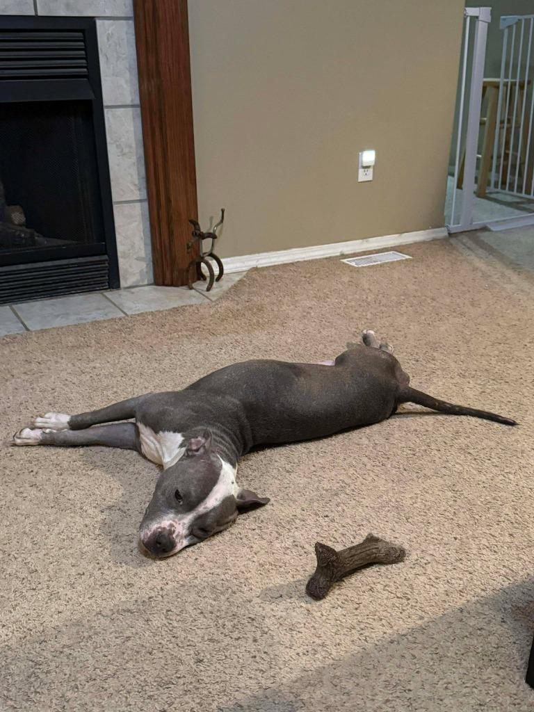 Enlarge Raven, a Adoptable Mixed Breed in Crocker, MO image 5/5