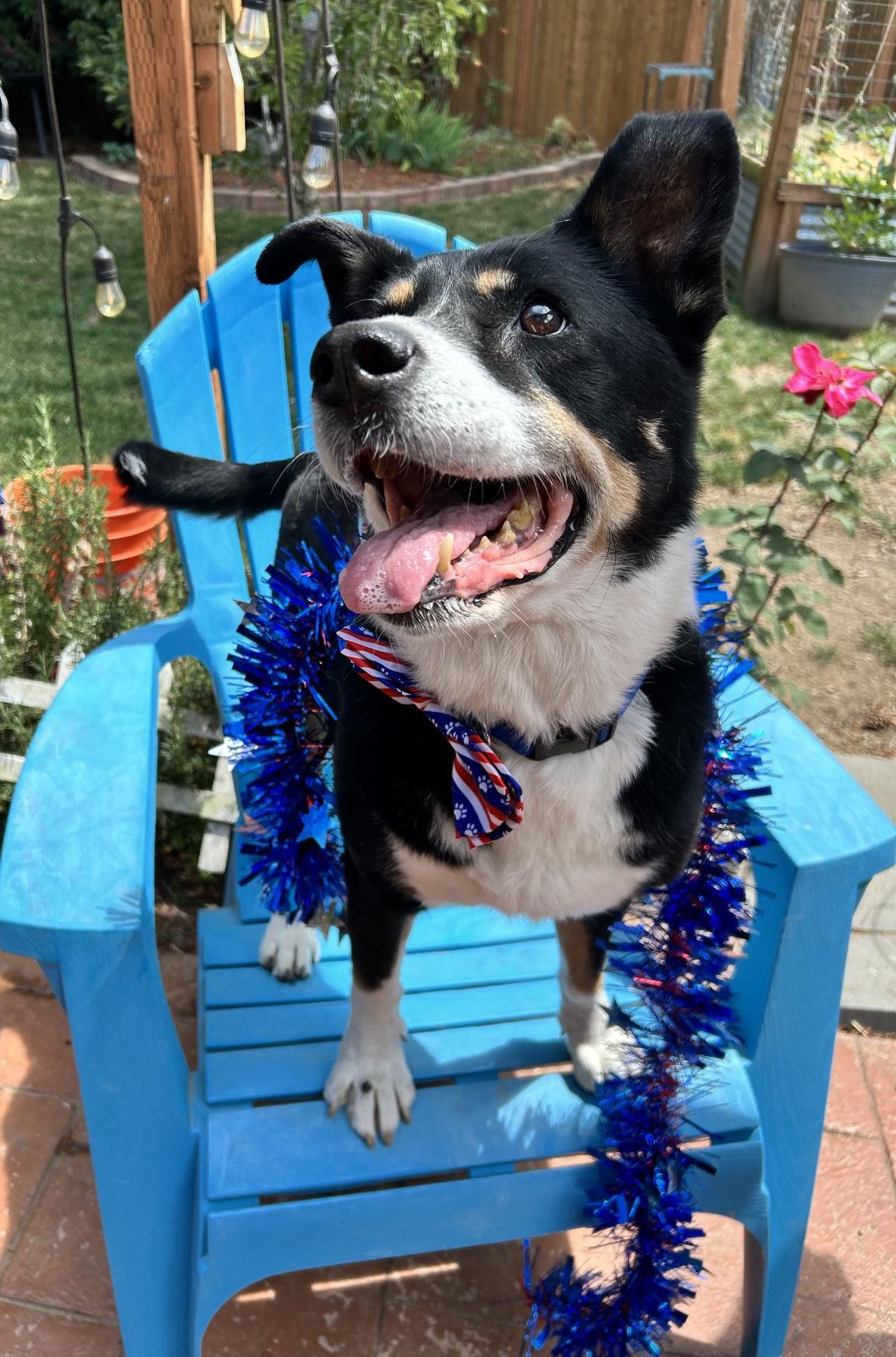 Enlarge Lady, a Adopted mixed breed in Lake Stevens, WA image 2/6