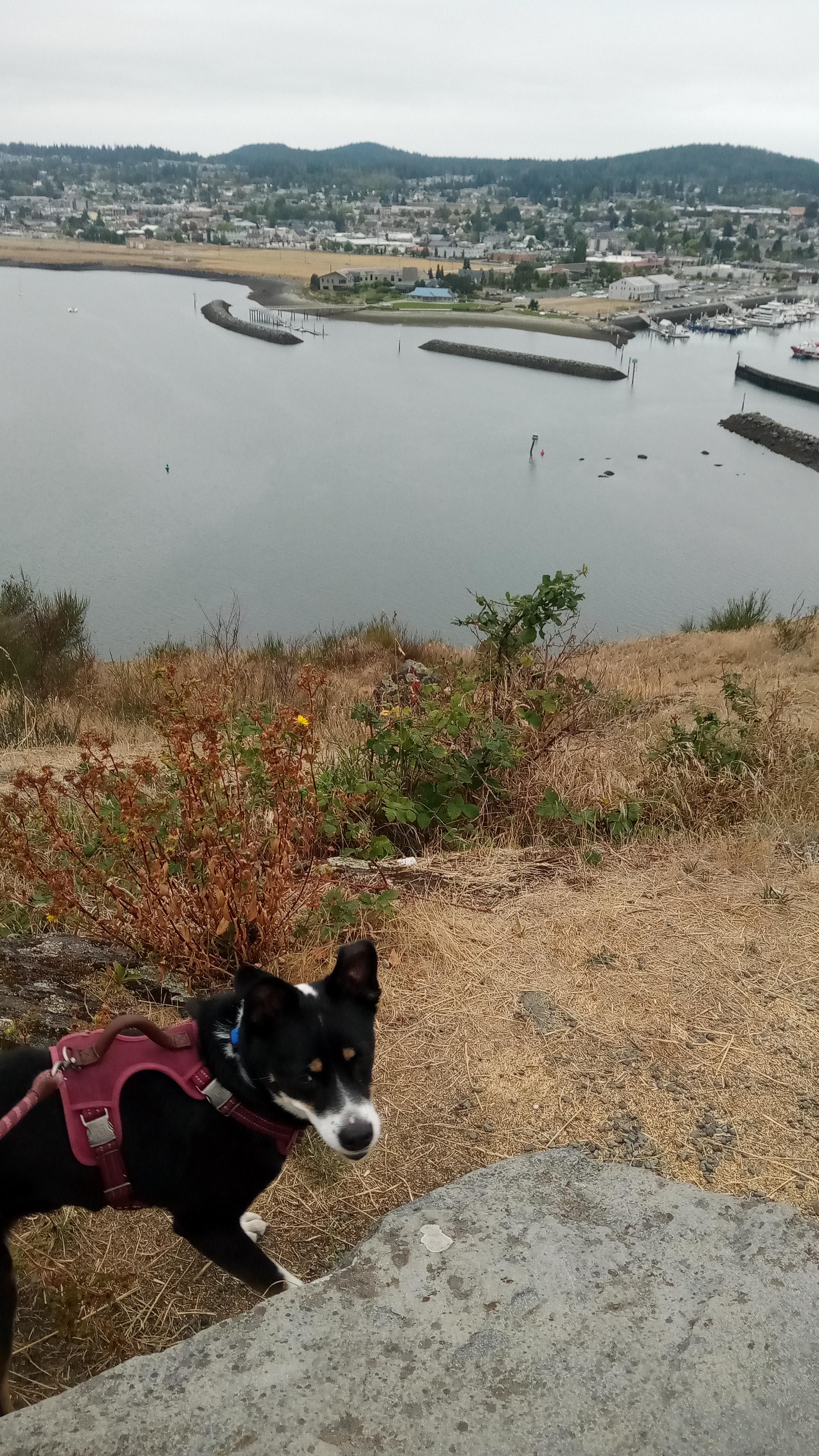 Enlarge Lady, a Adopted mixed breed in Lake Stevens, WA image 5/6