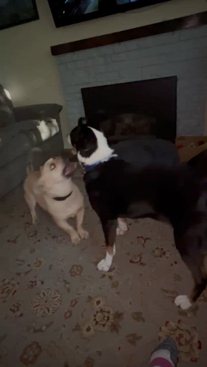 Enlarge Lady, a Adopted mixed breed in Lake Stevens, WA video 6/6