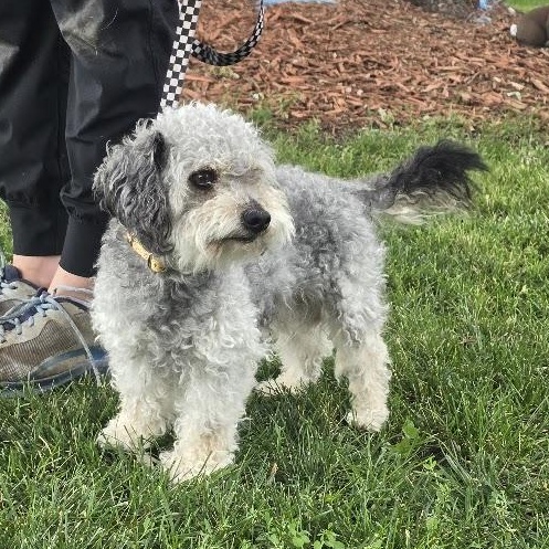Kirby, an adopted mixed breed in Waterloo, IA image 3/3