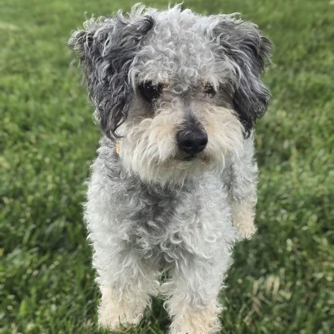 Kirby, adopted, Adult Male Poodle (Toy).