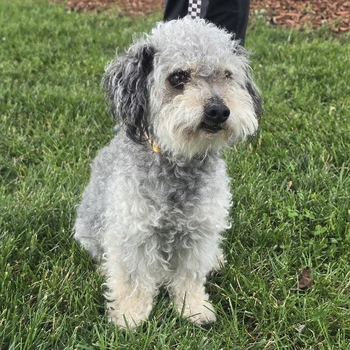 Kirby, an adopted mixed breed in Waterloo, IA image 2/3