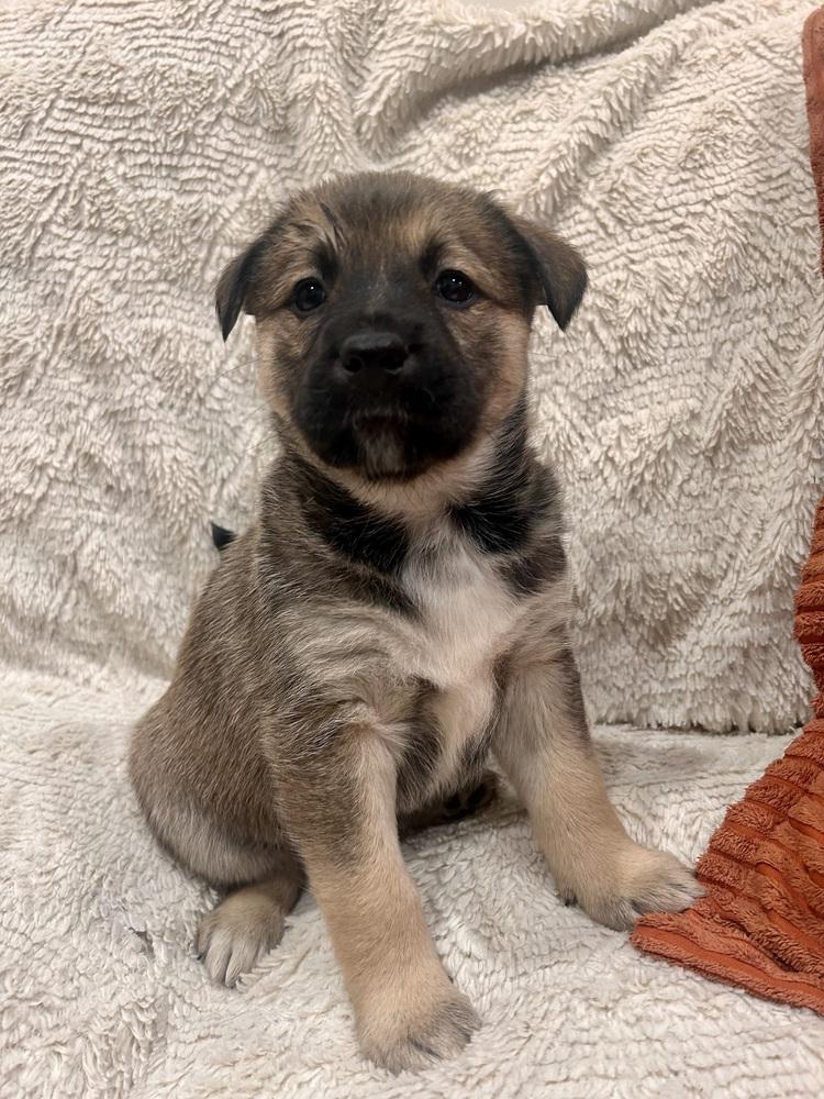 Enlarge Mara, a Adoptable mixed breed in Sedalia, CO image 1/6