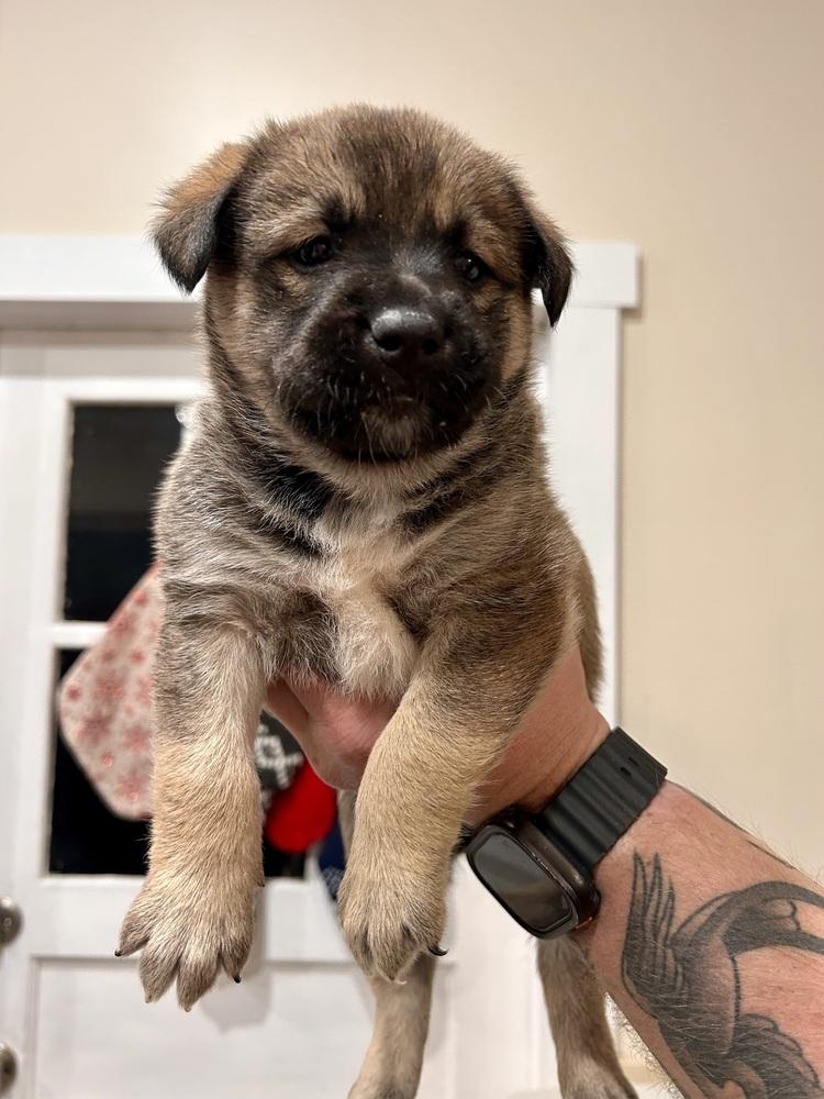 Enlarge Mara, a Adoptable mixed breed in Sedalia, CO image 2/6