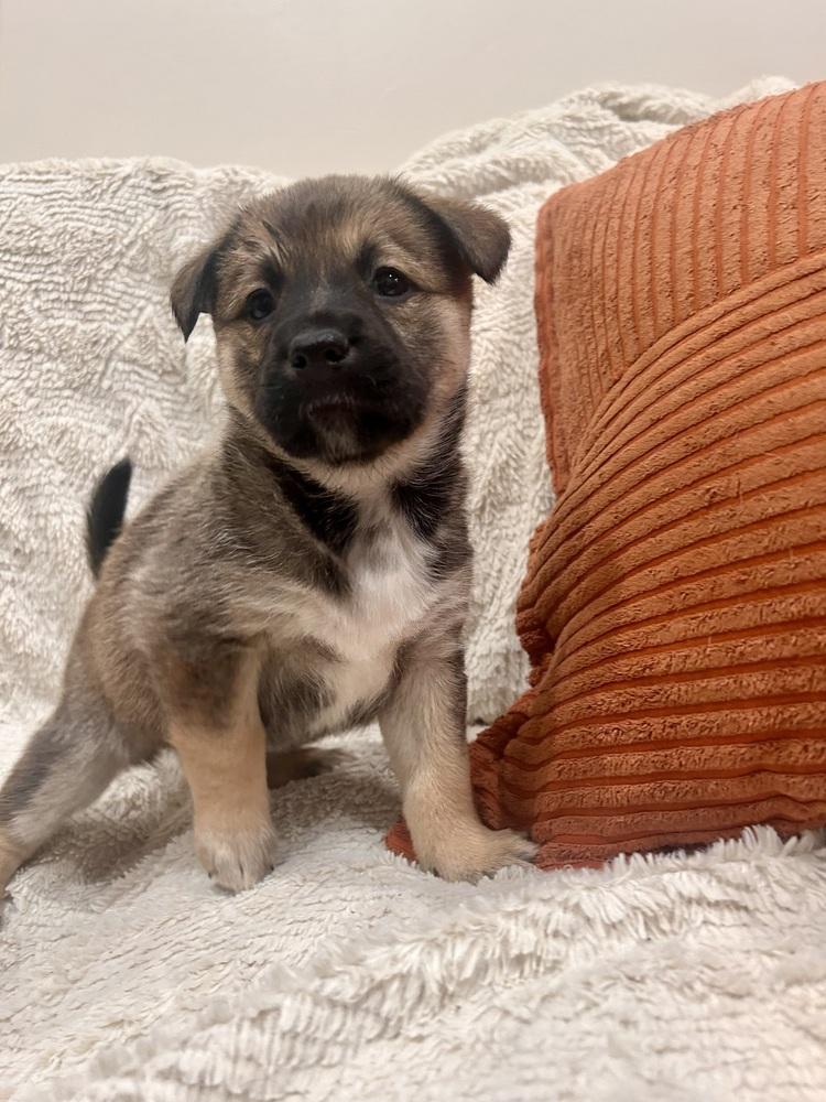 Enlarge Mara, a Adoptable mixed breed in Sedalia, CO image 3/6