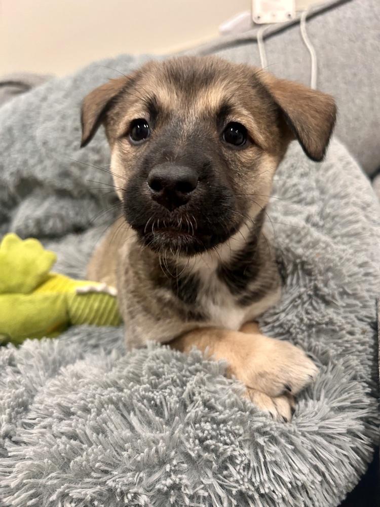 Enlarge Mara, a Adoptable mixed breed in Sedalia, CO image 5/6