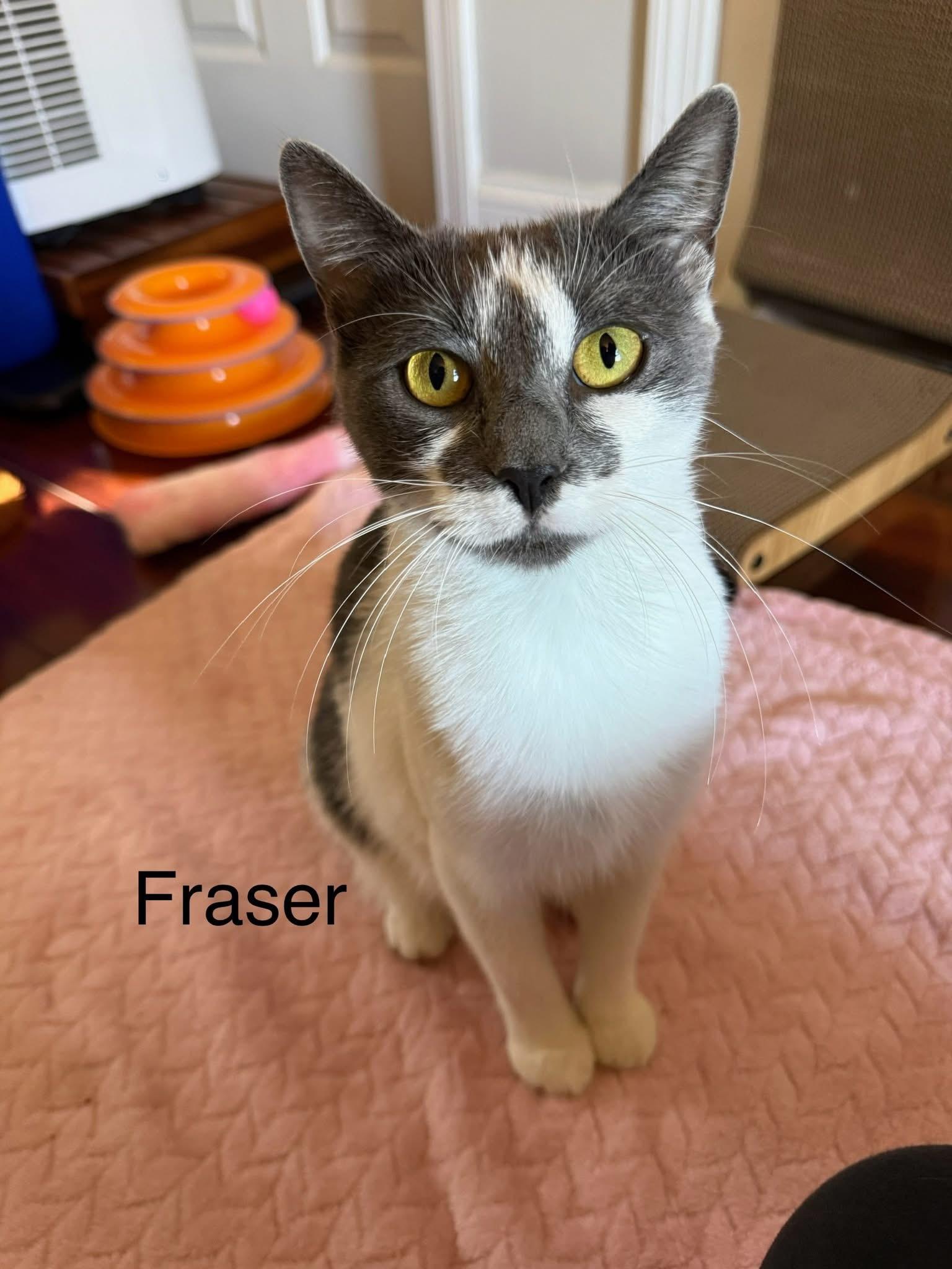 Fraser, Adoptable, Adult Female Domestic Short Hair.