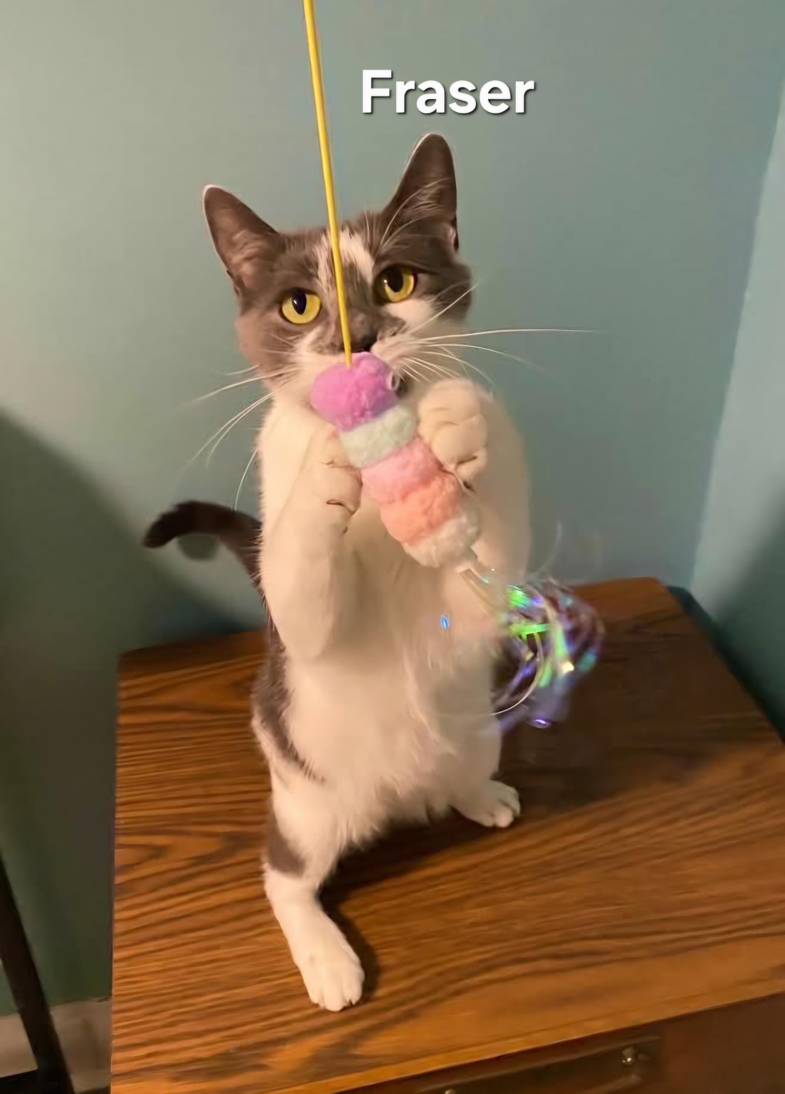 Enlarge Fraser, a Adoptable Domestic Short Hair in Chicopee, MA image 1/2