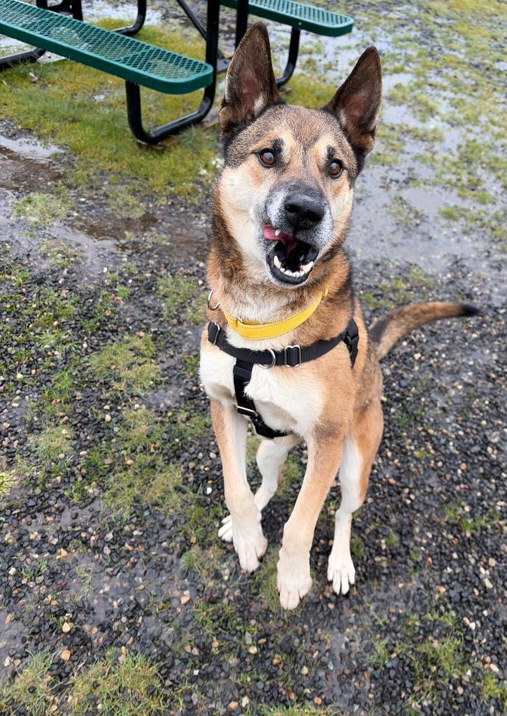 Hank, a Adoptable mixed breed in St. Helens, OR image 2/6