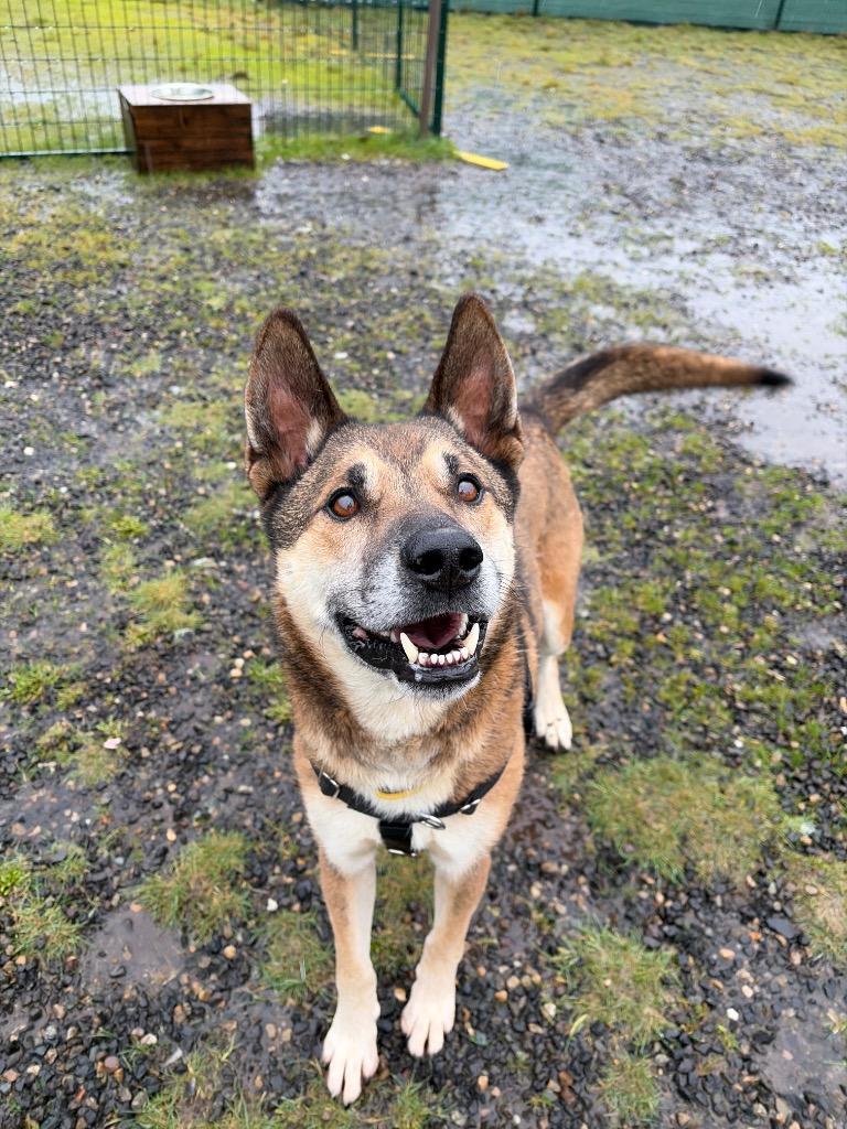 Hank, a Adoptable mixed breed in St. Helens, OR image 5/6