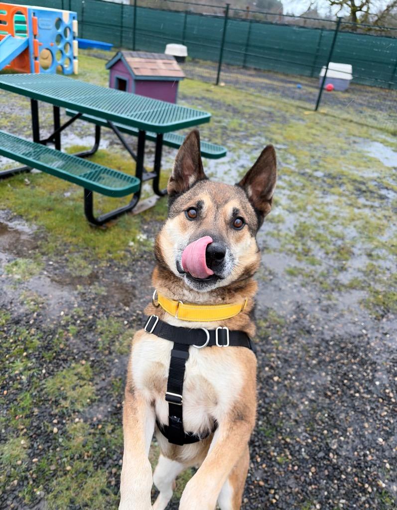 Hank, a Adoptable mixed breed in St. Helens, OR image 6/6
