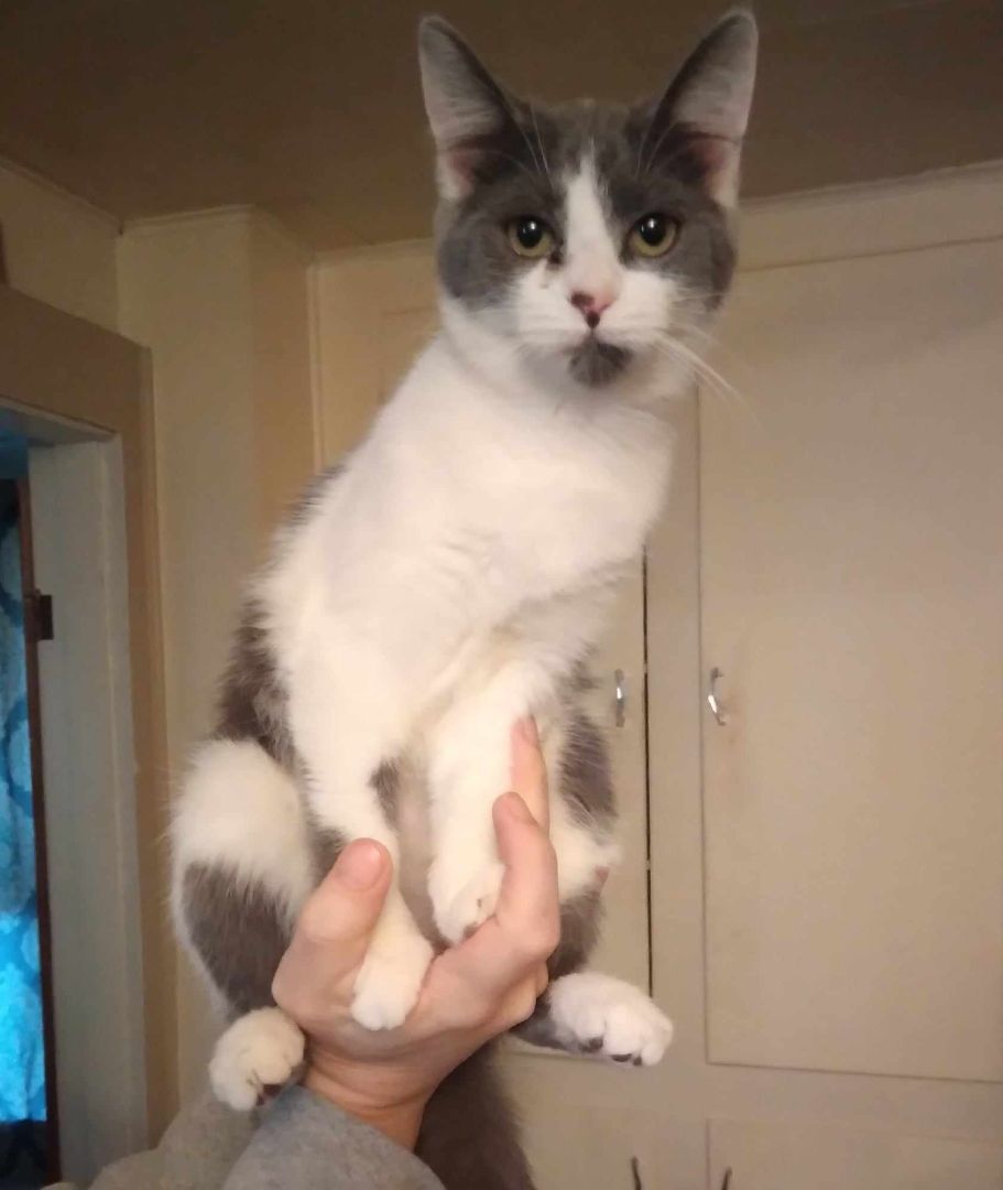 Enlarge Sonic, a Adoptable American Shorthair in Mount Pleasant, PA image 1/1