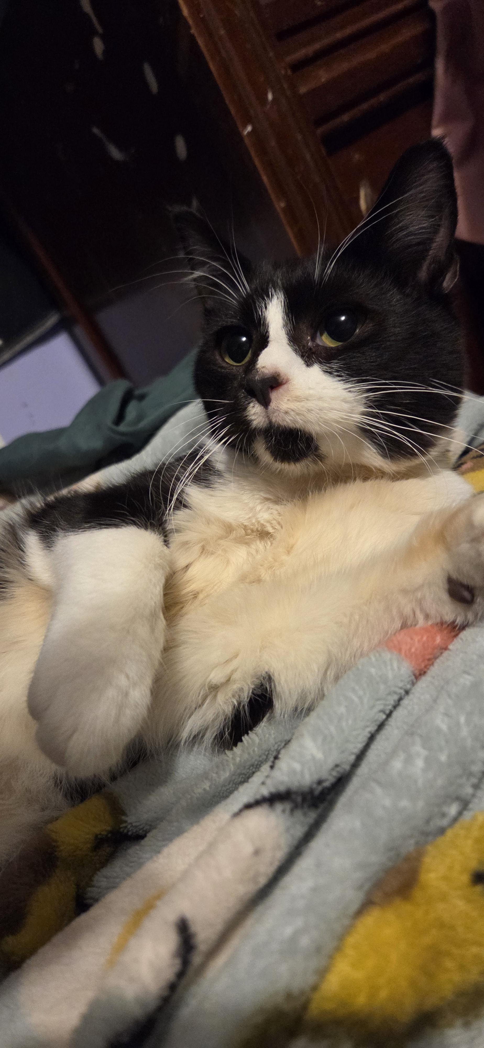 Crash, Adoptable, Young Male Domestic Short Hair.