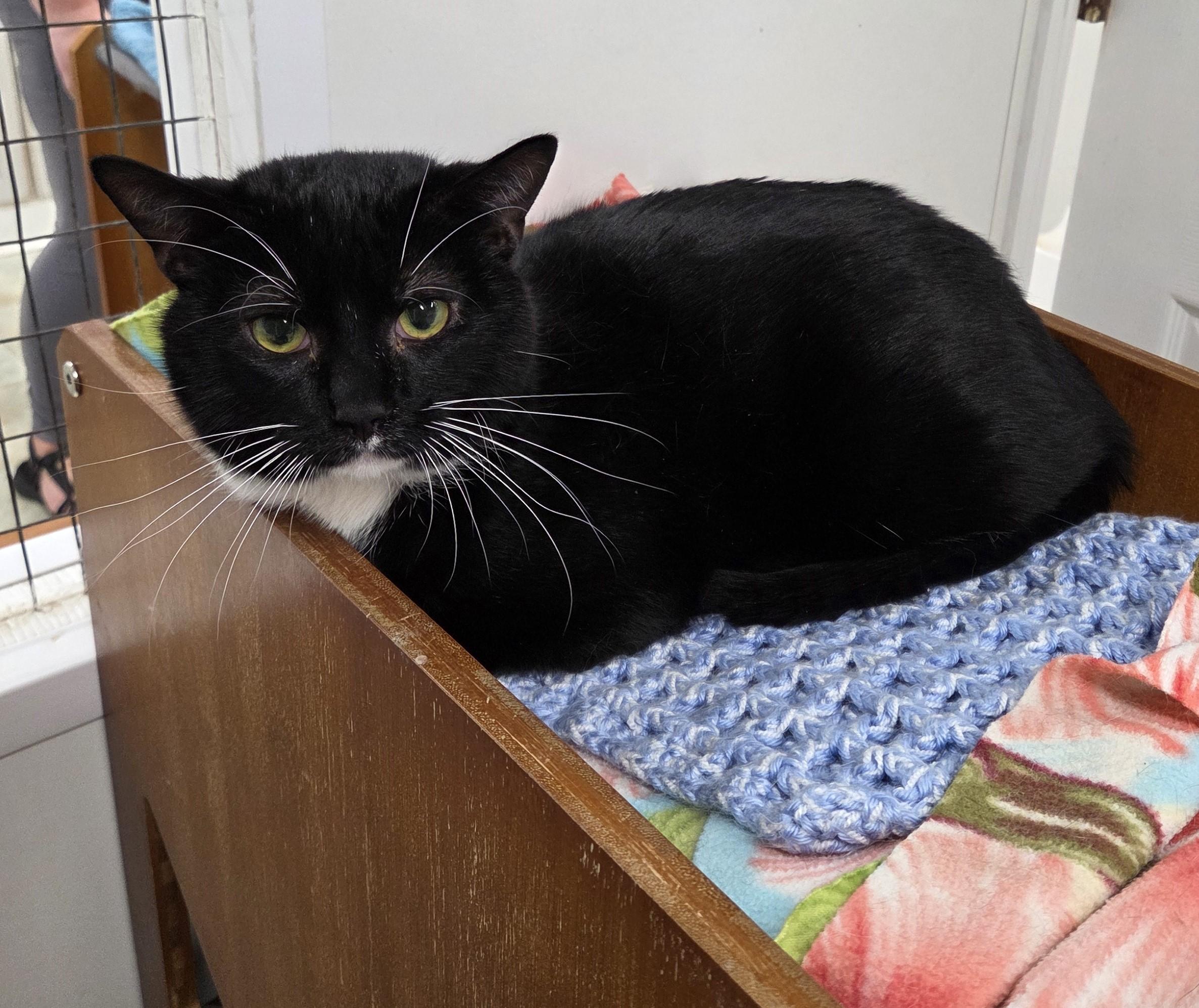 Enlarge Chad, a ADOPTABLE mixed breed in Carsonville, MI image 2/3