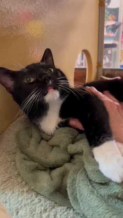 Enlarge Chad, a ADOPTABLE mixed breed in Carsonville, MI video 3/3